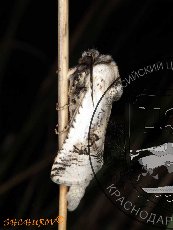 Парахипопта цеструм 001